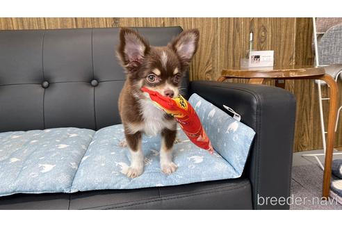 成約済の兵庫県のチワワ(ロングコート)-183481の6枚目